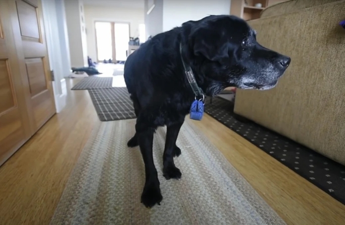 Un facteur vient en aide à un chien âgé et sa famille en installant une rampe pour ses déplacements