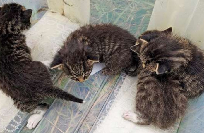 Un chien et sa famille trouvent 6 chatons de 2 portées différentes à 4 jours d'intervalles