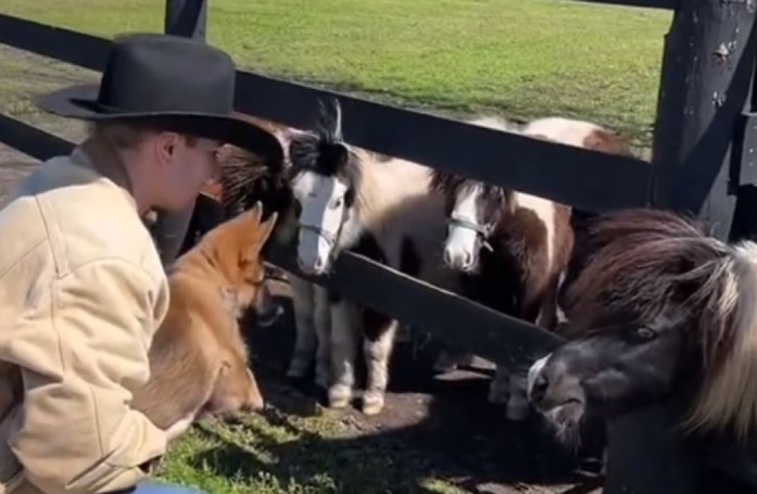 Un chiot Berger Allemand se familiarise avec des chevaux miniatures sous l’œil attendri de son maître (vidéo)