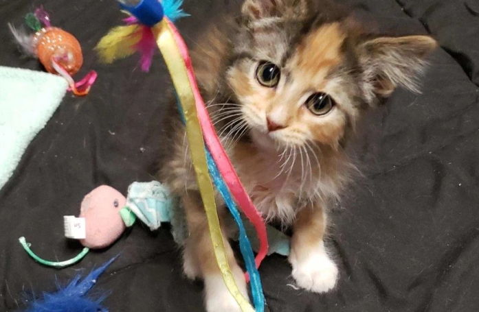 Ce chaton à la magnifique robe calico possède une caractéristique extrêmement rare 