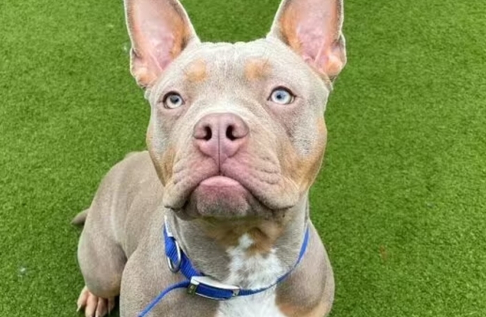 En raison d'un changement de règle de copropriété, ce maître a été contraint d'abandonner son chien en laissant une note autour de son collier