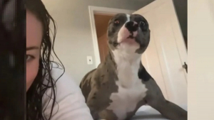 Illustration : "Cette chienne se sent enfin chez elle après 3 mois et le fait comprendre d'une façon adorable à sa maîtresse (vidéo)"