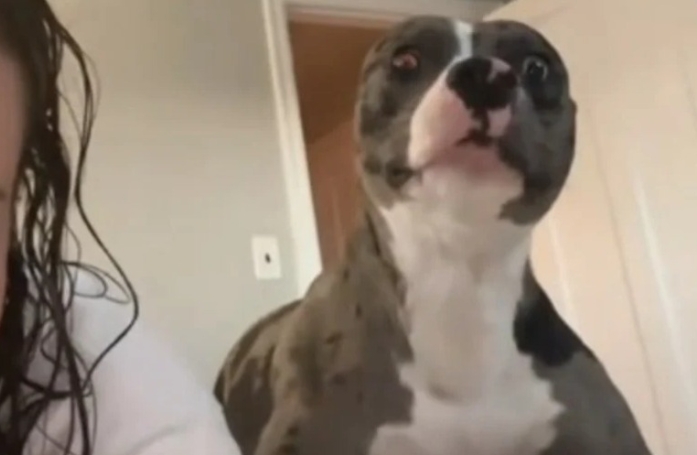 Cette chienne se sent enfin chez elle après 3 mois et le fait comprendre d'une façon adorable à sa maîtresse (vidéo)