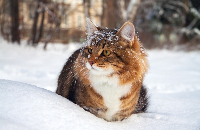 Comment protéger son chien ou son chat du froid ?