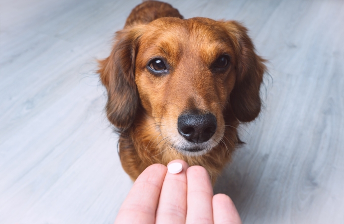 Comment donner un médicament à son chat ou son chien ?