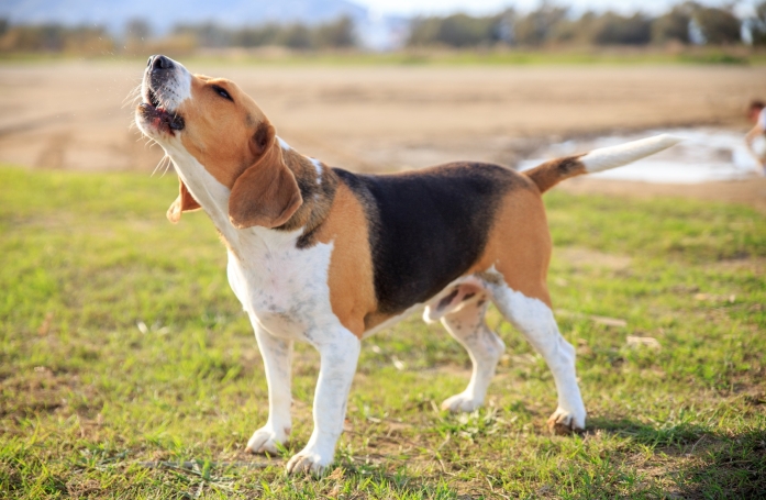 Comment gérer un chien qui aboie ?