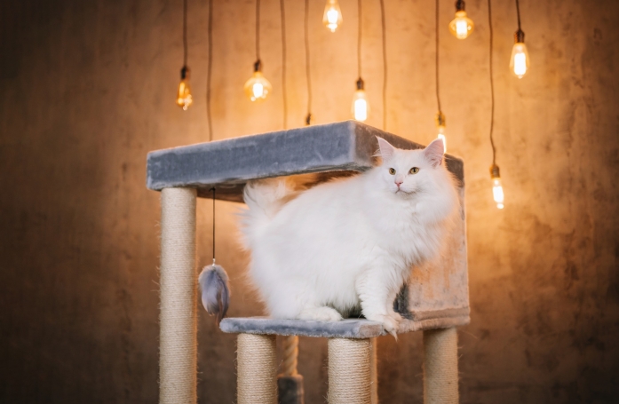PetRebels, des arbres à chat solides et design adaptés à chaque félin