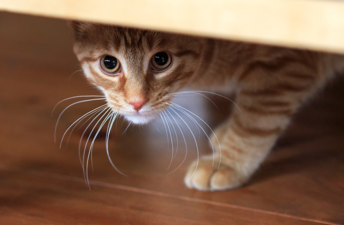 Comment gérer un chien ou un chat adopté qui est peureux ?