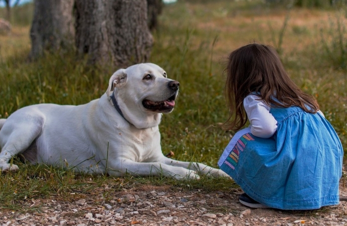 Alors qu'une fillette de 2 ans s'était perdue en forêt, elle a été retrouvée saine et sauve avec ses chiens qui prenaient soin d'elle