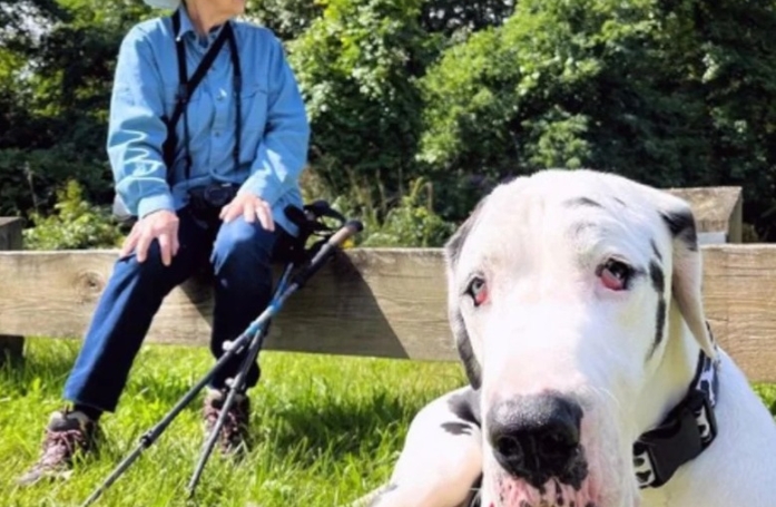 Passionnés de randonnées, ce Dogue Allemand et cette retraitée se lient d'amitié et tissent un lien fort