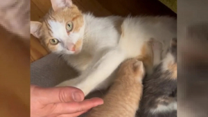 Illustration : "Cette bénévole ne s'attendait pas à recevoir autant de reconnaissance de la part de la mère des chatons qu'elle a sauvé"