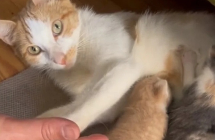 Cette bénévole ne s'attendait pas à recevoir autant de reconnaissance de la part de la mère des chatons qu'elle a sauvé