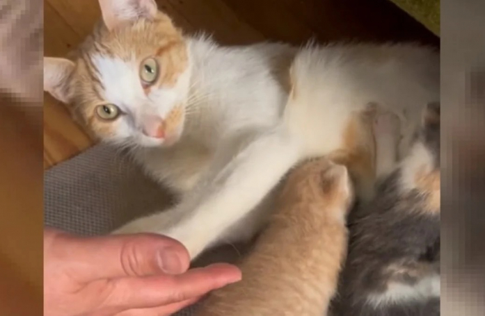 Cette bénévole ne s'attendait pas à recevoir autant de reconnaissance de la part de la mère des chatons qu'elle a sauvé
