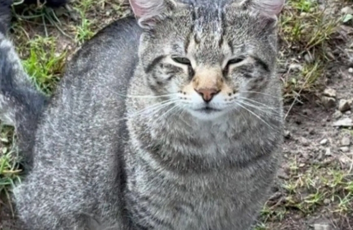 Ce chat errant cherchait de la nourriture près de pique-niqueurs, jusqu'à ce que ça lui sauve la vie (vidéo)
