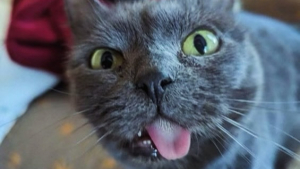 Illustration : "Cette chatte errante de 8 ans se métamorphose et devient une boule d'énergie après son sauvetage"