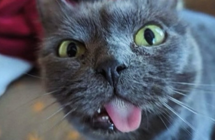 Cette chatte errante de 8 ans se métamorphose et devient une boule d'énergie après son sauvetage