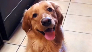 Illustration : "Astucieux, ce Golden Retriever a trouvé la fonction idéale pour les griffes du chat familial (vidéo)"