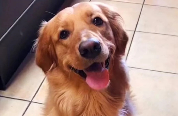 Astucieux, ce Golden Retriever a trouvé la fonction idéale pour les griffes du chat familial (vidéo)