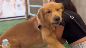 Illustration : "Ce Golden Retriever filou s'amuse tellement au parc de jeu qu'il fait tout ce qu'il peut pour y rester (vidéo)"