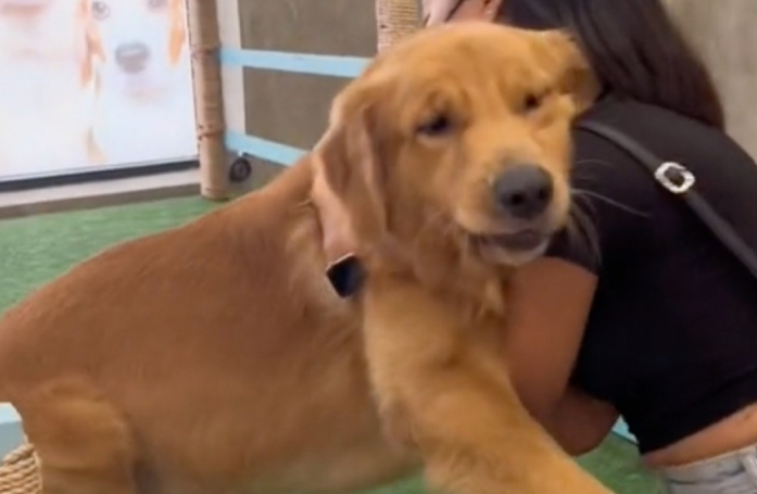 Ce Golden Retriever filou s'amuse tellement au parc de jeu qu'il fait tout ce qu'il peut pour y rester (vidéo)