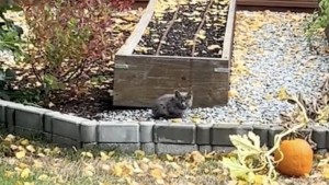 Illustration : "En s'incrustant dans le jardin de cette femme, ce minuscule chaton ne savait pas que sa vie changerait à ce point (vidéo)"