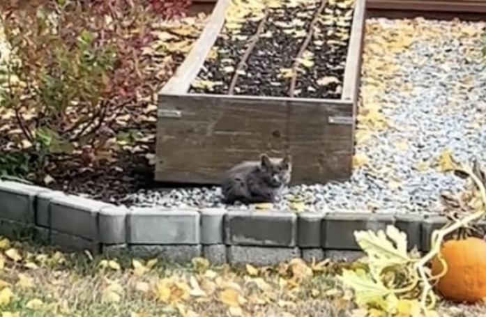 En s'incrustant dans le jardin de cette femme, ce minuscule chaton ne savait pas que sa vie changerait à ce point (vidéo)