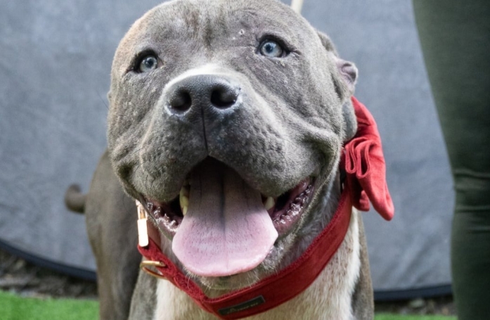 Ce chien a été abandonné par son maître, mais ce dernier explique son terrible geste dans une lettre
