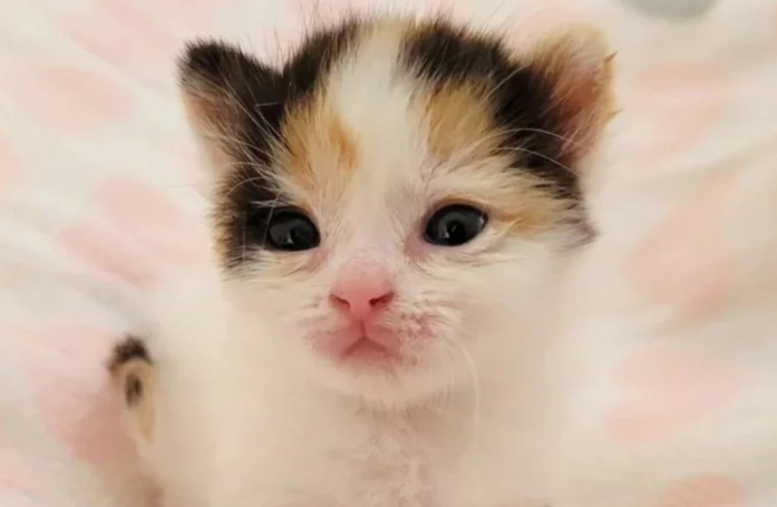 Sauvée d’une benne à ordures, cette chatte surmonte ses débuts difficiles avec une force admirable