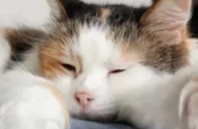 Cette chatte sénior ne devait être accueillie que pour ses derniers jours, mais la voici en forme après 7 ans !