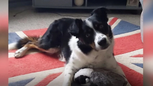 Illustration : "Ce maître est particulièrement fier de son Border Collie, qui possède une mémoire incroyable (vidéo)"