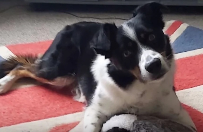 Ce maître est particulièrement fier de son Border Collie, qui possède une mémoire incroyable (vidéo)