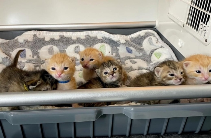 Les efforts de ces 6 chatons pour attirer l'attention des passants sur la benne à ordures ont fini par les sauver