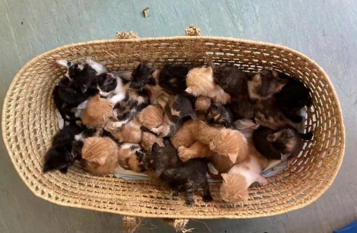 Des bénévoles retrouvent 26 chatons abandonnés devant la porte du refuge, la directrice alerte les propriétaires de chats