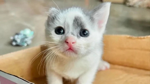 Illustration : "Des chatons prématurés et abandonnés survivent malgré le froid grâce à une bénévole"