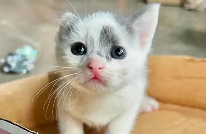 Des chatons prématurés et abandonnés survivent malgré le froid grâce à une bénévole