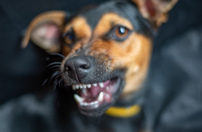 Comment gérer un chien qui grogne ?