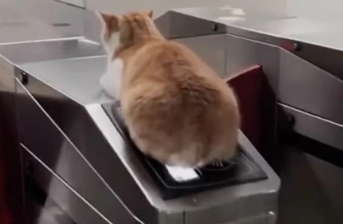 Un chat fait sensation en accueillant les usagers dans une station de métro