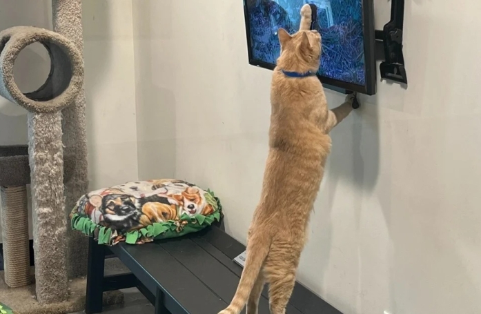 Un ancien chat errant se passionne pour la télévision et séduit sa nouvelle famille 
