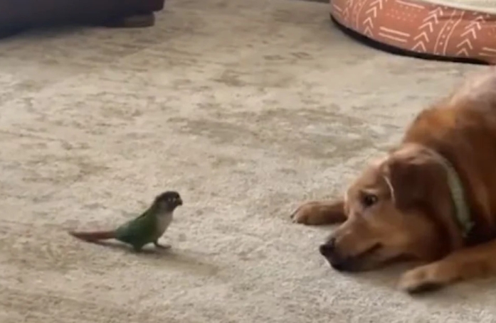 Une belle amitié entre un Golden Retriever et un oiseau Conure immortalisée par leurs propriétaires (vidéo)