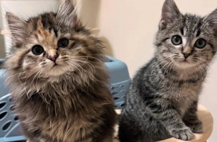 Une chatte miaule à la porte d’un refuge, les bénévoles découvrent qu’elle n’était pas seule