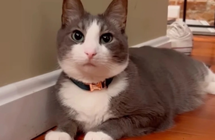 Après avoir aidé de nombreux félins, cet ancien chat de refuge accueille un autre compagnon dans sa famille (vidéo)