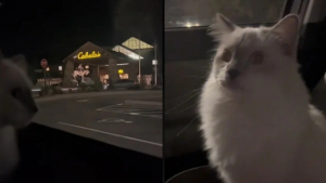 Illustration : "Ce chat miaule de déception en voyant son magasin préféré fermer (vidéo)"