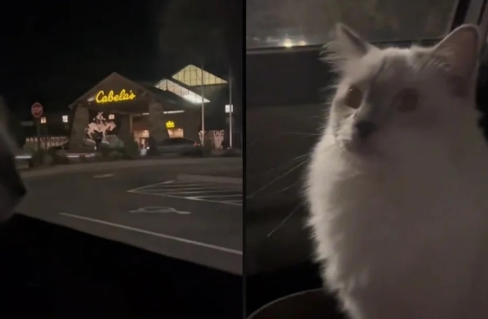 Ce chat miaule de déception en voyant son magasin préféré fermer (vidéo)