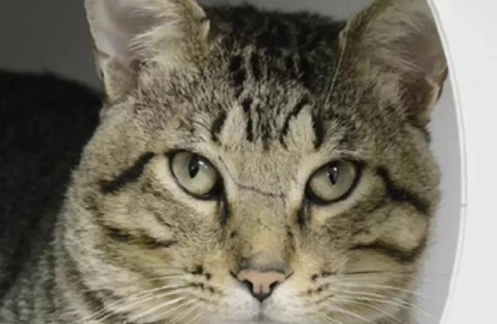 Ce chat séduit le personnel de son refuge avec sa voix unique