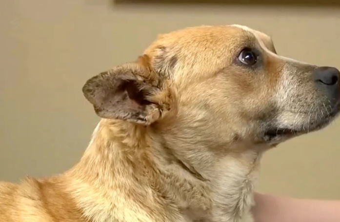 Après des mois de lutte pour survivre, cette chienne a le droit à une seconde chance alors qu'elle vivait dans des conditions inhumaines