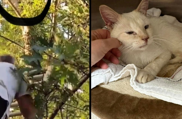 Un chat reste coincé dans un arbre pendant 5 jours, sans eau ni nourriture, avant d'être secouru par un homme