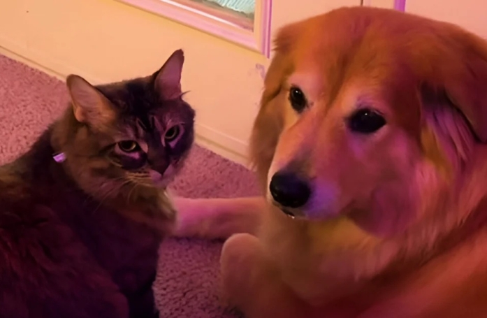 Ce chat trouve un moyen original de se réconforter pendant un orage (vidéo)