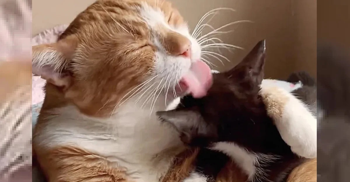 Un chat aide un chaton retrouvé dans la rue à rester en vie et ...