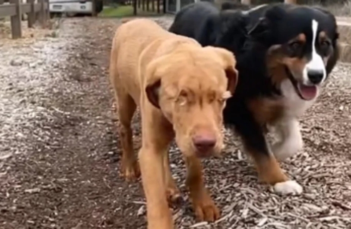Un Berger Australien sert de guide à son ami Labrador aveugle et sont inséparables