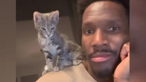 Illustration : "Un basketteur professionnel adopte un chaton né dans la salle de son club"